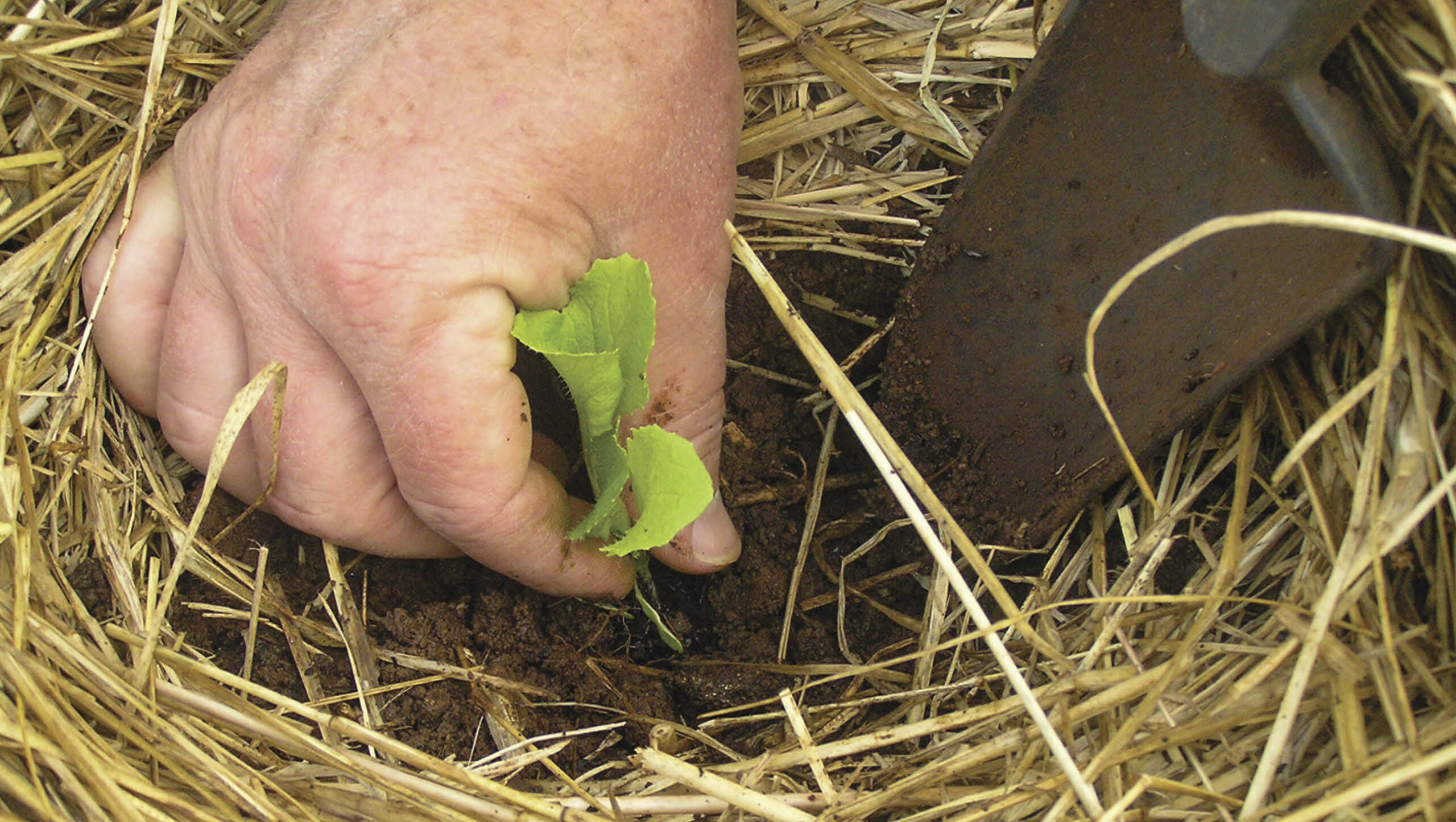 Plant seedlings in soil that's protected by mulch.